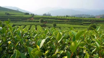 疫情之下我國茶葉產(chǎn)業(yè)發(fā)展方向的十大判斷